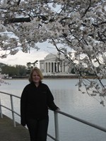 Flotte kirsebærtræer foran Jefferson Memorial